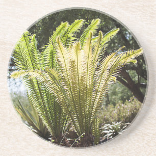Posavasos De Arenisca Palmeras iluminadas