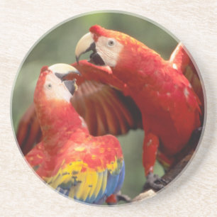Posavasos De Arenisca Pareja de guacamayos escarlata