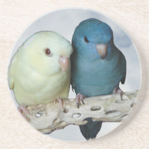 Posavasos De Arenisca Pares del parakeet de Lineolated