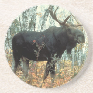 Posavasos De Arenisca Parque de Árboles Forestales Moose Arte de Vida Si