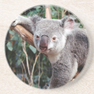 Posavasos De Arenisca Parque de vida silvestre Featherdale, Koala Bears