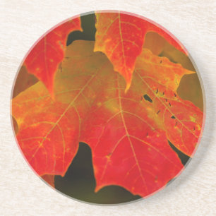 Posavasos De Arenisca Parque Estatal Itasca, Colores de Otoño 2