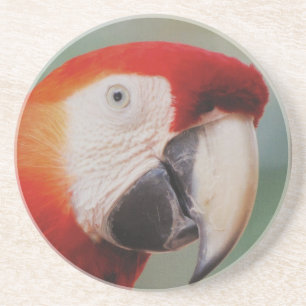 Posavasos De Arenisca Parrot Coaster