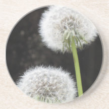 Pascua - Dandelions