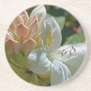 Posavasos De Arenisca Pascua de bebida floral de Azalea blanca