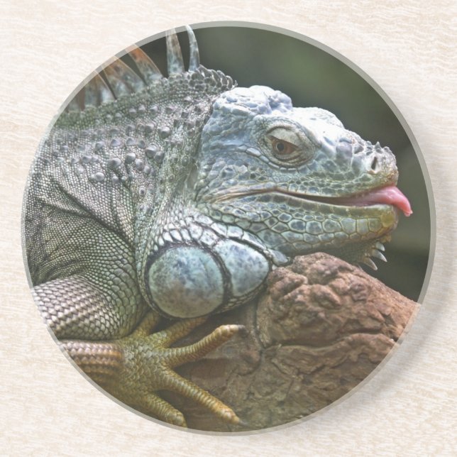 Posavasos De Arenisca Pascua de Iguana (Frente)