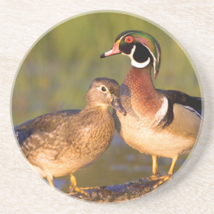 Posavasos De Arenisca Patos joya y hembra en un tronco en humedal
