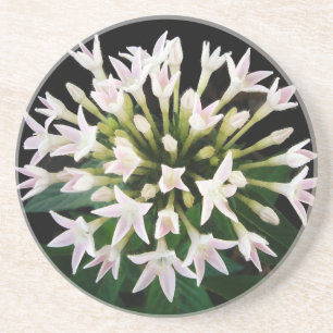 Posavasos De Arenisca Pentas blancas