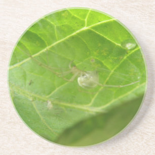 Posavasos De Arenisca Pequeña Araña