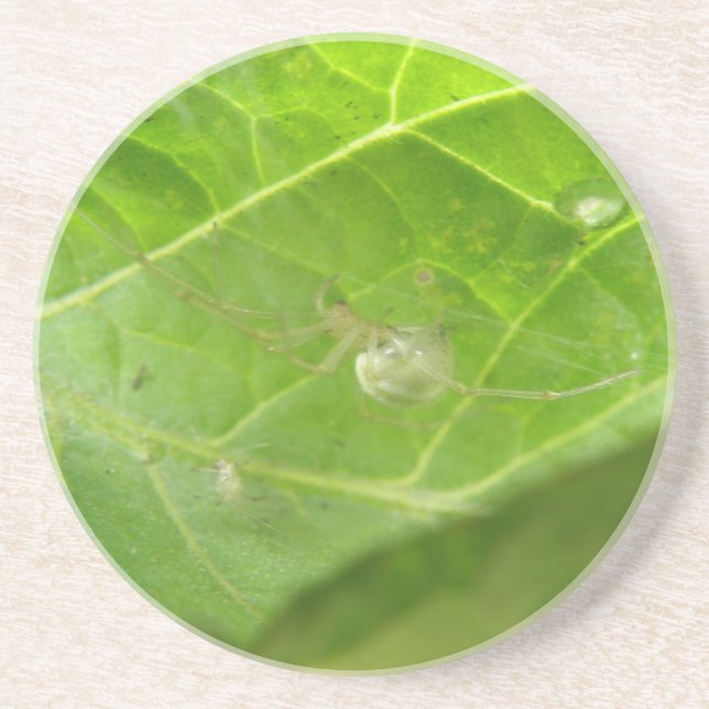 Posavasos De Arenisca Pequeña Araña (Frente)