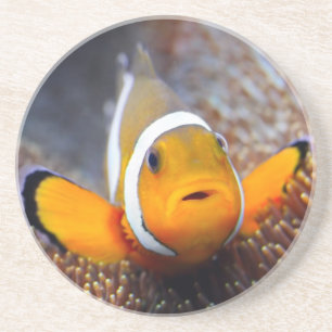 Posavasos De Arenisca Pescados tropicales del filón - Clownfish