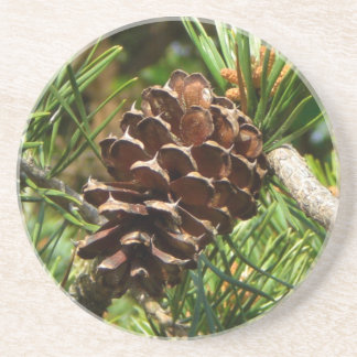 Posavasos De Arenisca Pinecone en el sun.