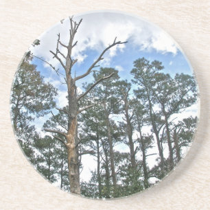 Posavasos De Arenisca Pines en Beach Nature Trail OBX NC
