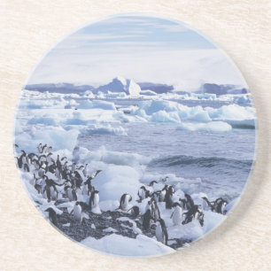 Posavasos De Arenisca Pingüinos Adelia Pygoscelis adeliae