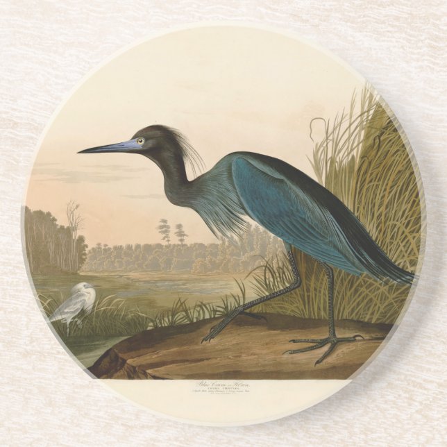 Posavasos De Arenisca Pintura de Blue Crane Heron Audubon (Frente)