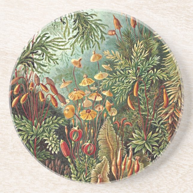 Posavasos De Arenisca Pintura de hongo Haeckel Moss Grass (Frente)