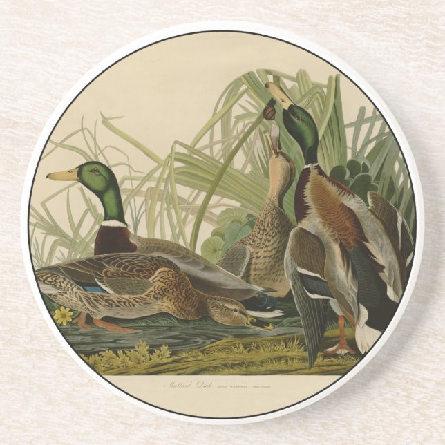 Posavasos De Arenisca Pintura de pájaro de Mallard Duck Audubon (Frente)