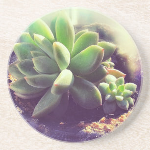 Posavasos De Arenisca Planta de Hen y Chicks