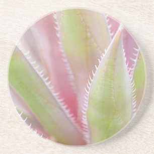 Posavasos De Arenisca planta de yuca primer plano