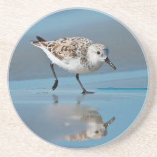 Posavasos De Arenisca Playerito Arenero (Calidris Albe) Alimentándose En
