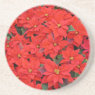 Posavasos De Arenisca Poinsettias rojas Navidad la foto floral navideña