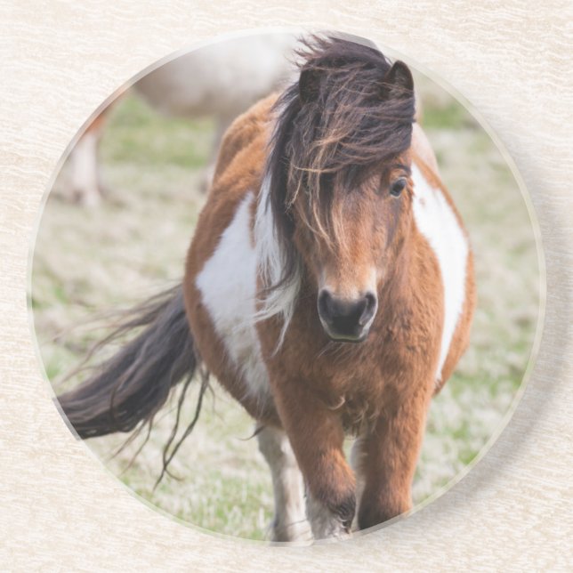 Posavasos De Arenisca Poni de Shetland, Islas Shetland (Frente)