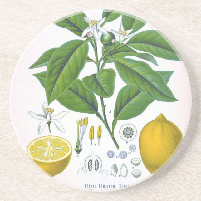 Posavasos De Arenisca Práctico de costa adaptable de la piedra arenisca (Frente)