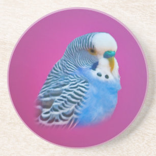 Posavasos De Arenisca Práctico de costa azul del Parakeet