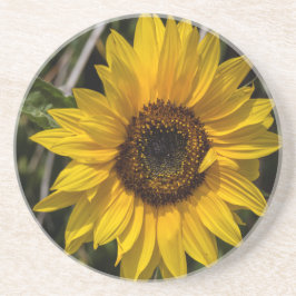 Posavasos De Arenisca Práctico de costa del girasol