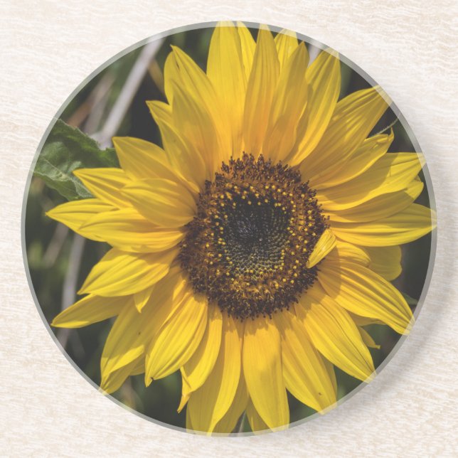 Posavasos De Arenisca Práctico de costa del girasol (Frente)