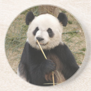Posavasos De Arenisca Práctico de costa del oso de panda