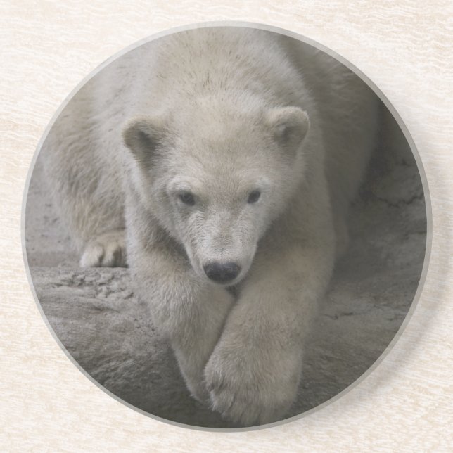 Posavasos De Arenisca práctico de costa polar (Frente)