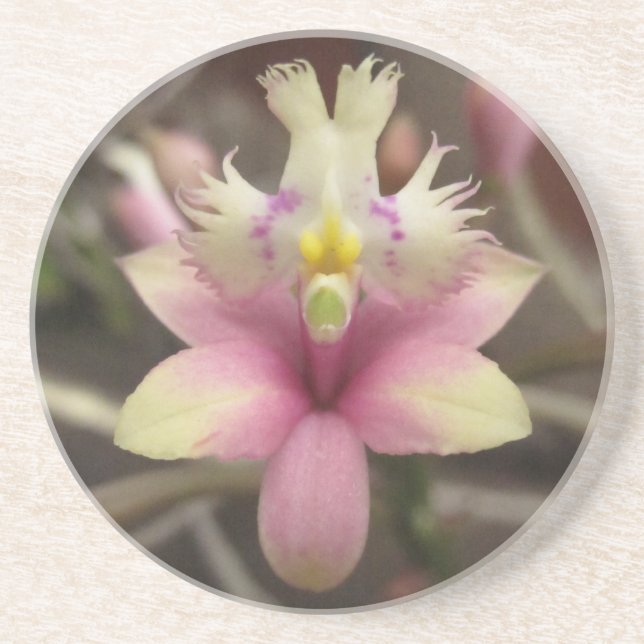 Posavasos De Arenisca Práctico de costa rosado de la orquídea del (Frente)