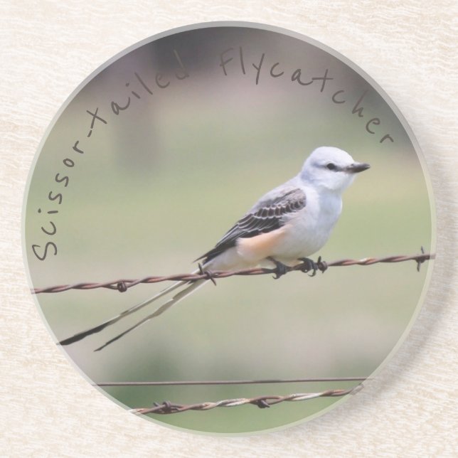 Posavasos De Arenisca práctico de costa Scissor-atado del Flycatcher (Frente)