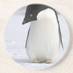 Posavasos De Arenisca Práctico de costa solo del pingüino