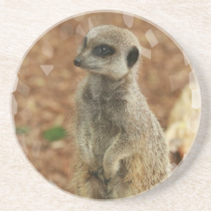 Posavasos De Arenisca Prácticos de costa de Meerkat del bebé