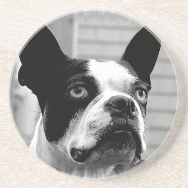 Posavasos De Arenisca Prácticos de costa del perro de Boston Terrier (Frente)