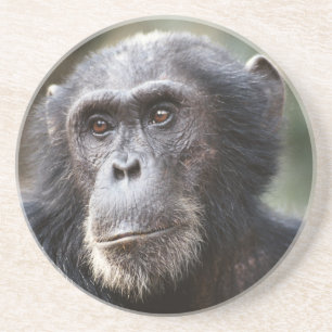 Posavasos De Arenisca Primer plano de chimpancé macho