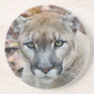 Posavasos De Arenisca Puma, león de montaña, pantera de Florida, Puma