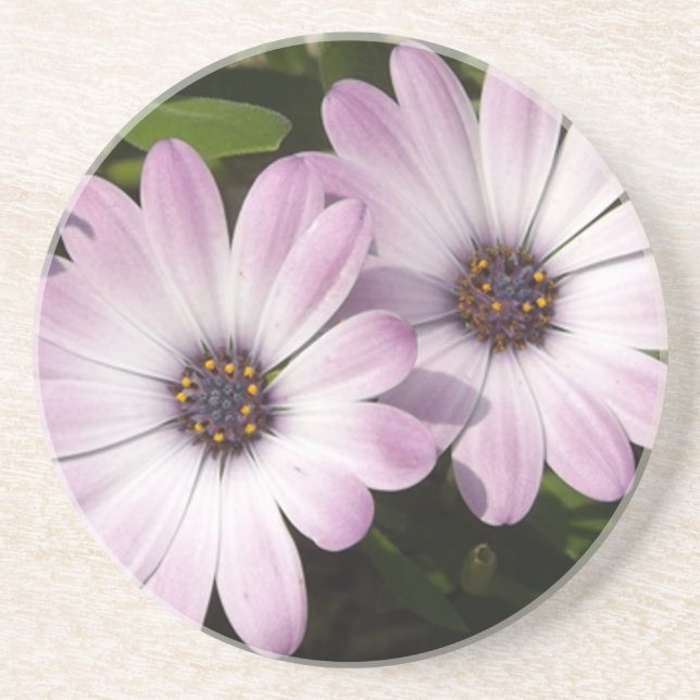Posavasos De Arenisca Purple Daisies (Frente)