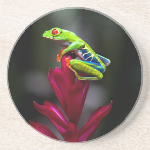 Posavasos De Arenisca Rana de ojos rojos