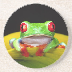 Posavasos De Arenisca Rana De Ojos Rojos, Agalychinis callidryas, Nativa