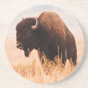 Posavasos De Arenisca Rebaño Americano De Bison Bison (Bison Bison) En T