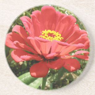 Posavasos De Arenisca Red Zinnia Coasters