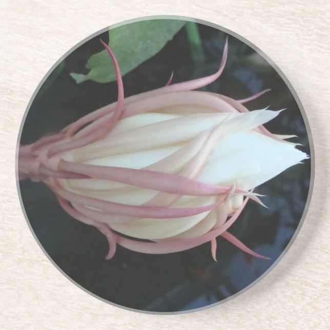 Posavasos De Arenisca Reina del epiphyllum de la noche (Frente)