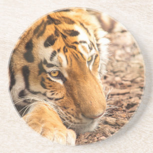 Posavasos De Arenisca Reposo de tigres
