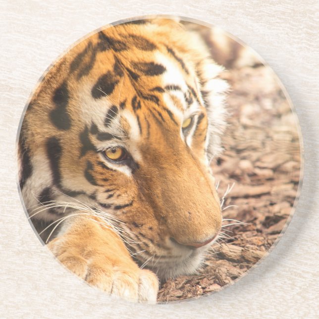 Posavasos De Arenisca Reposo de tigres (Frente)