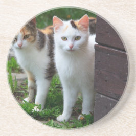 Posavasos De Arenisca Reproducción de gatos