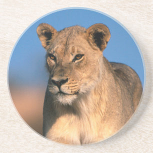 Posavasos De Arenisca Retrato de leona (Panthera Leo)