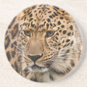 Posavasos De Arenisca Retrato de un leopardo